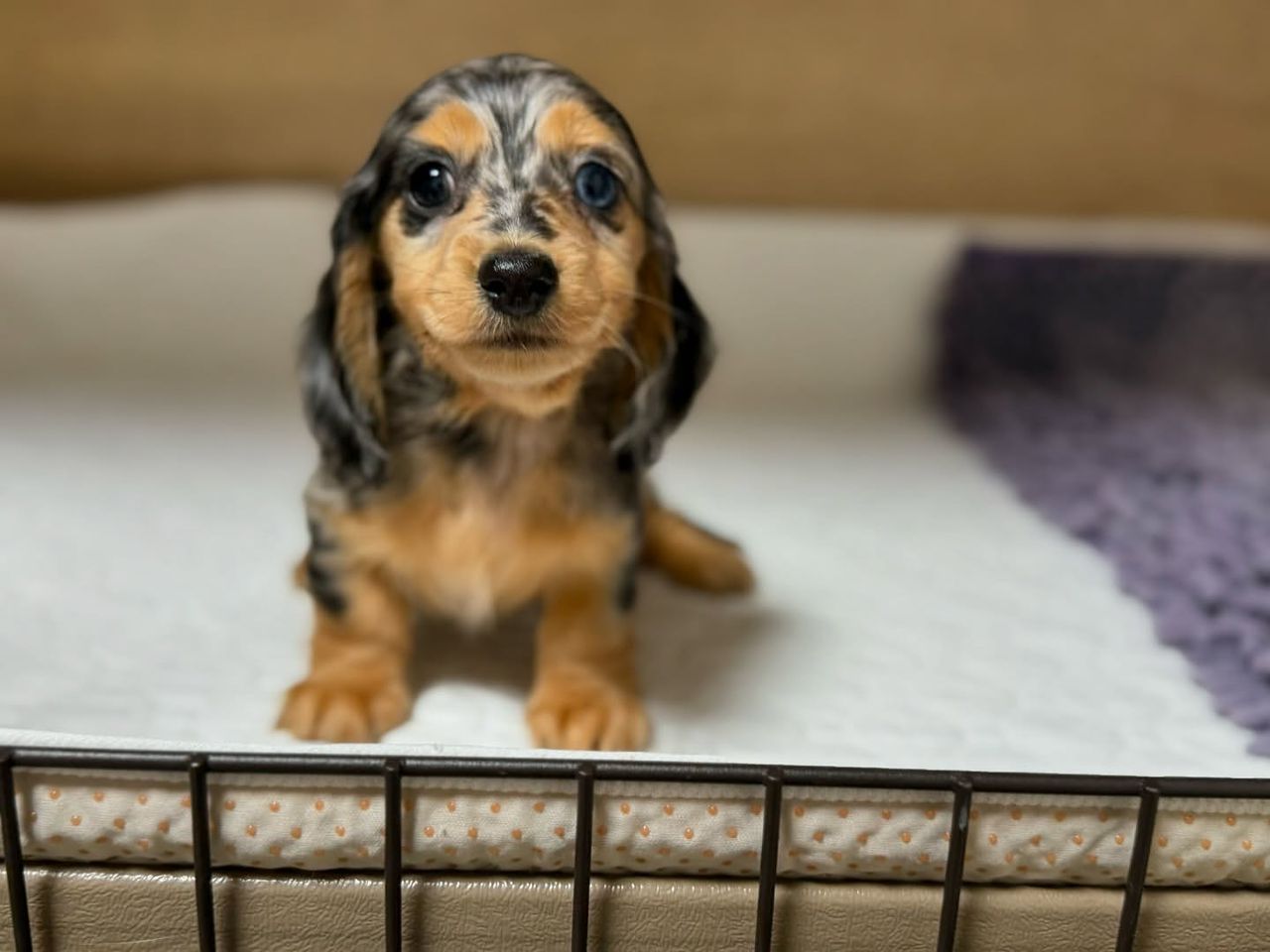 Daisy